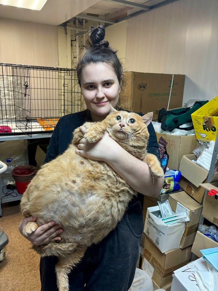 The massive cat was named 'Crumbs' for his ability to gobble up food