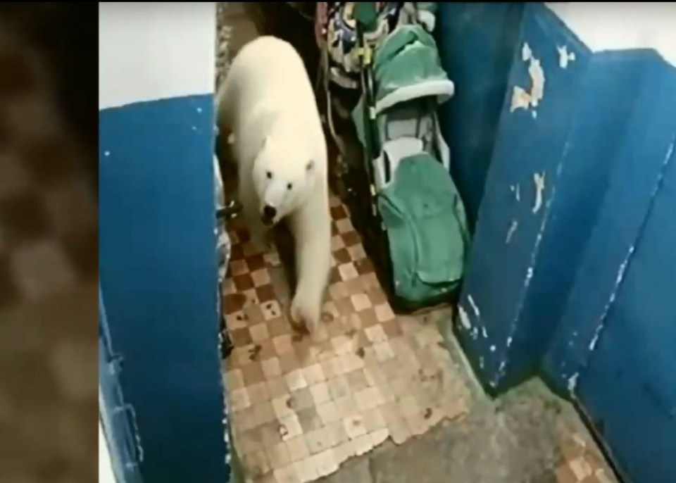 A Polar bear invades a building in Novaya Zemlya