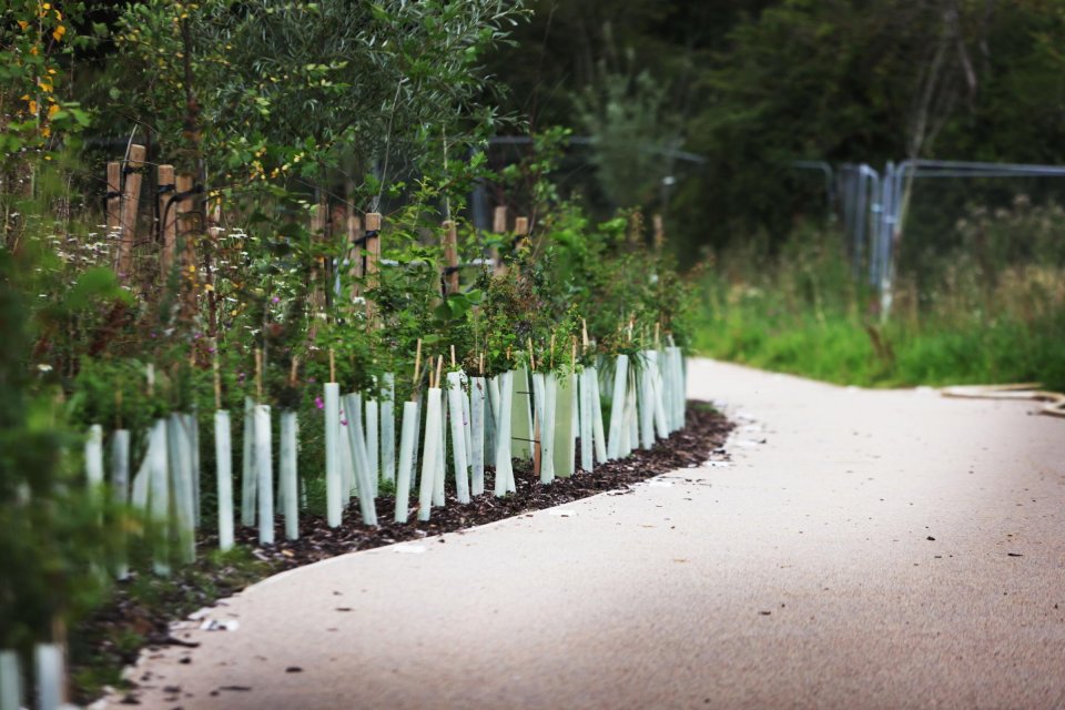 a row of trees along the side of a road