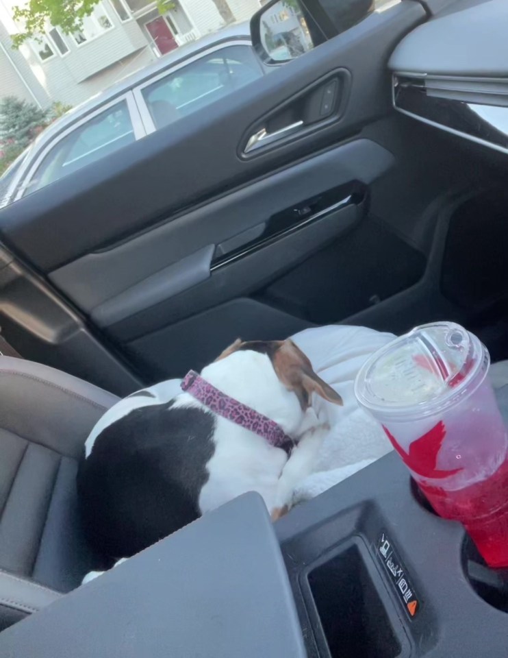 a dog is sleeping in the back seat of a car next to a starbucks drink