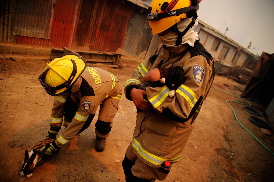 Firefighters rescue rabbits on the zone of a forest fire in the hills in Quilpue comune, Valparaiso region, Chile on February 3, 2024. The region of Valparaoso and Viña del Mar, in central Chile, woke up on Saturday with a partial curfew to allow the movement of evacuees and the transfer of emergency equipment in the midst of a series of unprecedented fires, authorities reported. (Photo by Javier TORRES / AFP) (Photo by JAVIER TORRES/AFP via Getty Images)