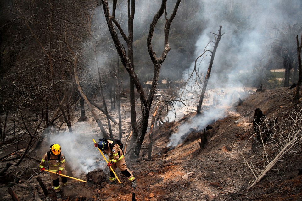 TOPSHOT - Firefighters work at the Botanical Garden after a forest fire in Viña del Mar, Chile, on February 4, 2024. Chileans Sunday feared a rise in the death toll from wildfires blazing across the South American country that have already killed at least 51 people, leaving bodies in the street and homes gutted. (Photo by Javier TORRES / AFP) (Photo by JAVIER TORRES/AFP via Getty Images)