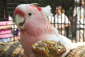 Headline: REACHING NEW HEIGHTS Meet world's oldest cockatoo Cookie who performed at zoo for 75 years  but pink parrot's exact age will never be known,