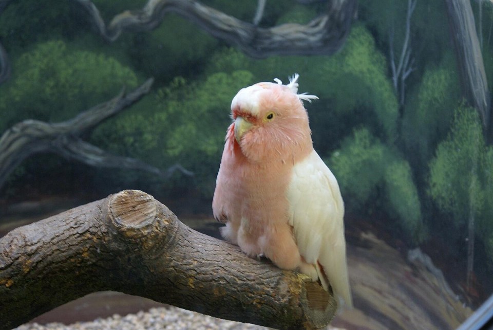 Headline: REACHING NEW HEIGHTS Meet world's oldest cockatoo Cookie who performed at zoo for 75 years  but pink parrot's exact age will never be known,