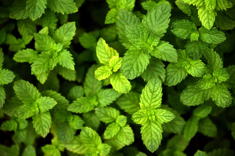 Planting peppermint can help to ward off rats and mice