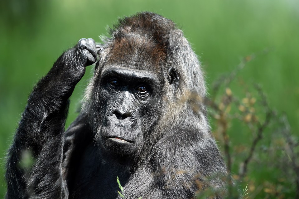 a close up of a gorilla scratching its head