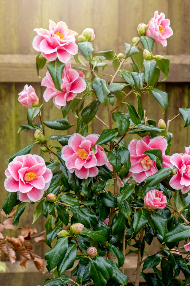 He said that it is important to water camelia's in September