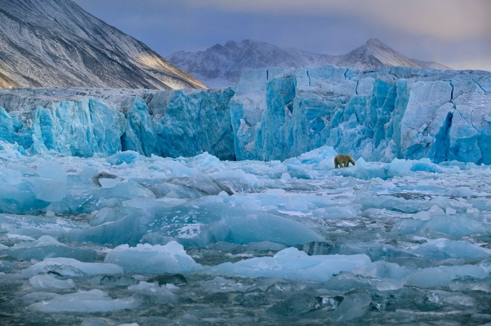 a polar bear stands in the middle of a large body of ice