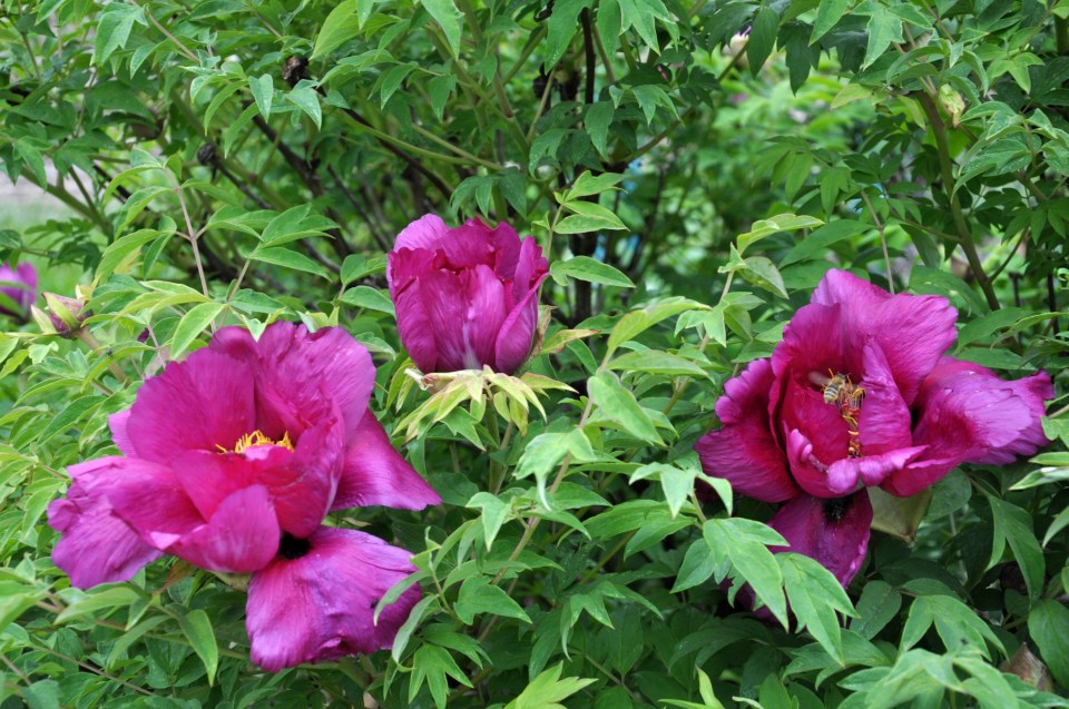 a bush with purple flowers and green leaves