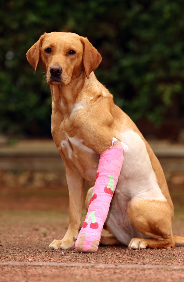 a dog with a pink cast on its leg