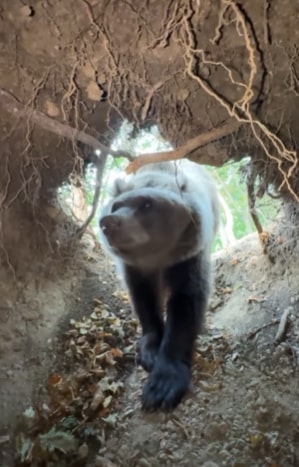 a bear is walking out of a hole in the ground .