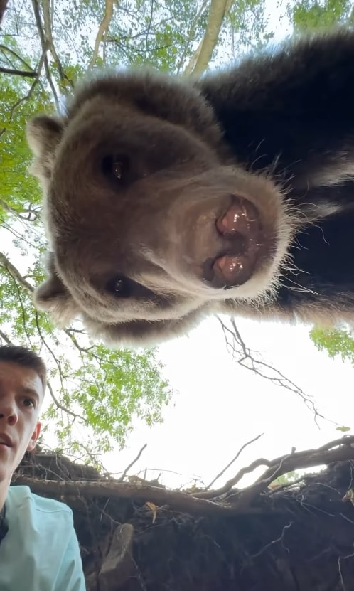 a man looking up at a bear with its mouth open