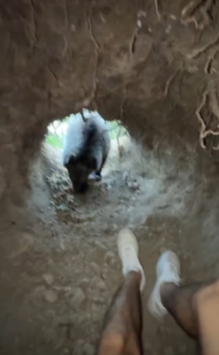 a person is walking through a tunnel with a pig coming out of it .