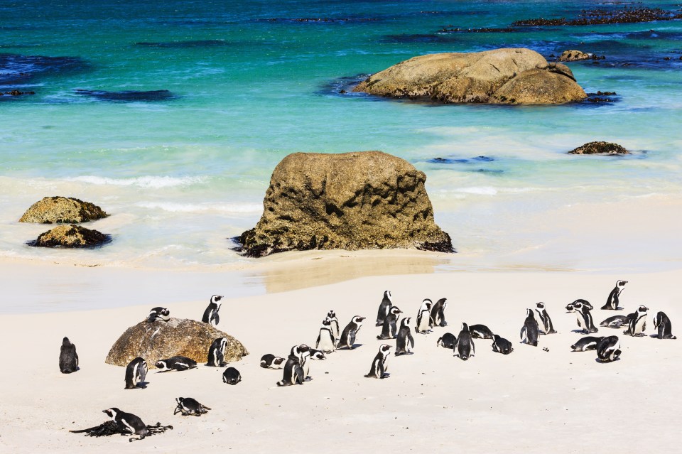 a group of penguins standing on a beach near a large rock