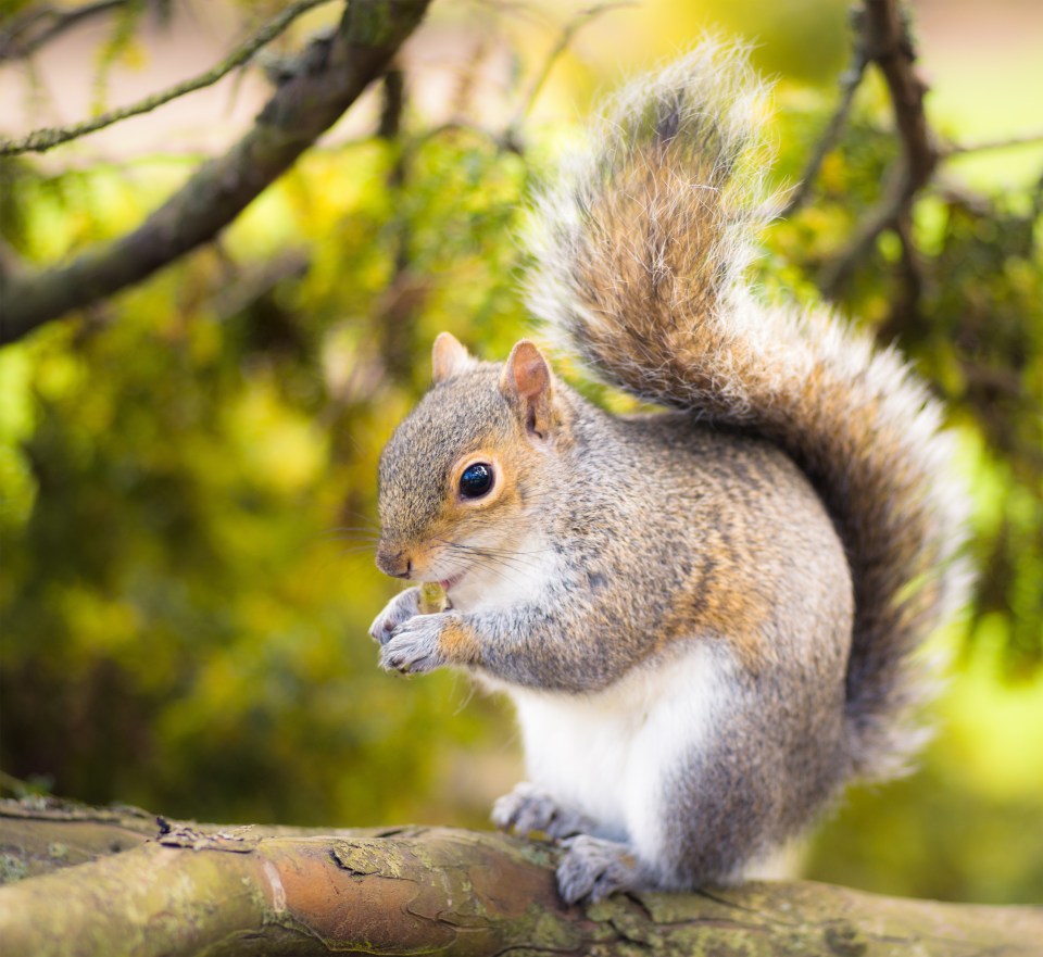 A train service was cancelled after two squirrels boarded and attacked passengers