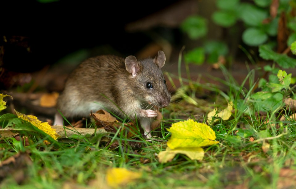 There are some ways to avoid rodents in your garden as the weather gets chillier