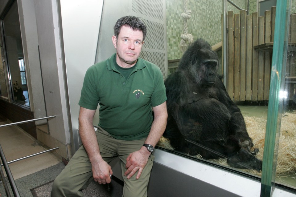 a man in a green shirt that says zoo keeper sits next to a gorilla