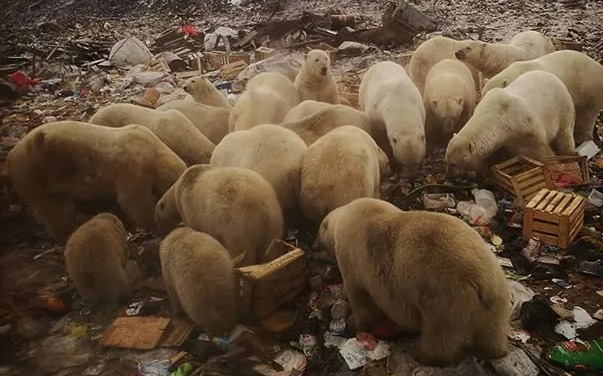 A worrying number of hungry polar bears who are said to terrorise the 3,000 locals