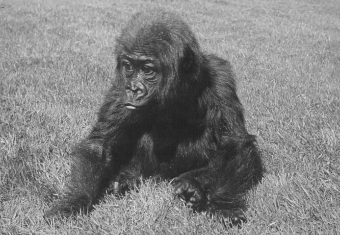 a black and white photo of a gorilla laying in the grass