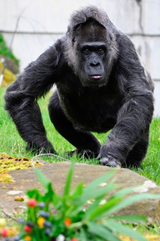 a gorilla standing in the grass looking at the camera