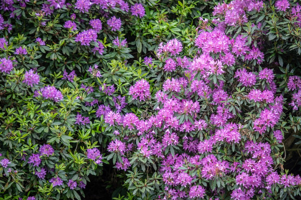 a bush with purple flowers and green leaves