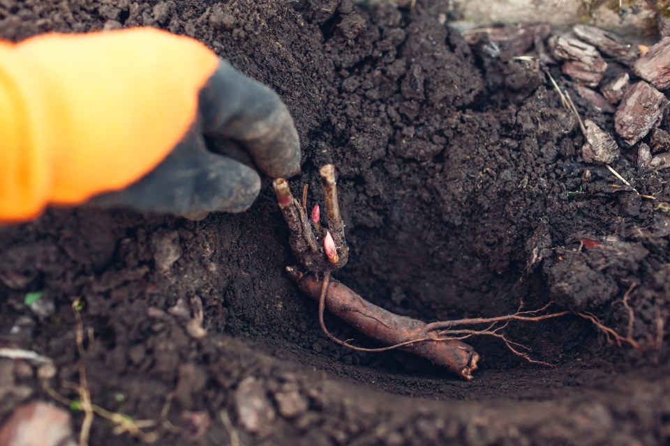 a person wearing gloves is planting a plant in the dirt