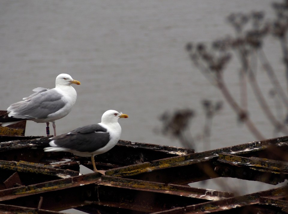 two seagulls are perched on a rusty metal structure