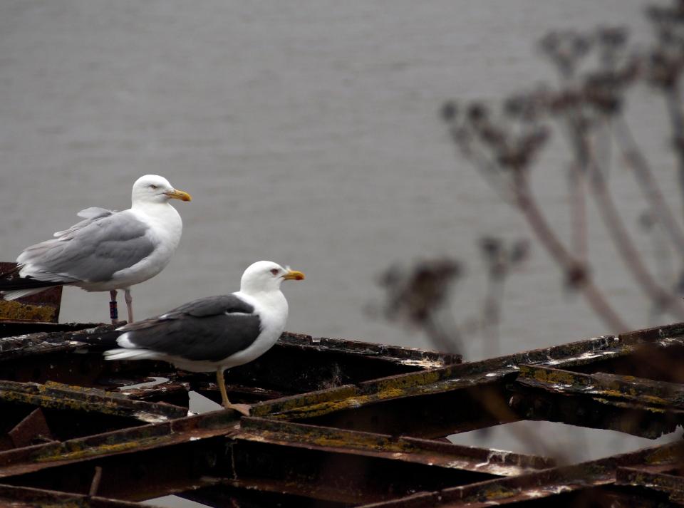 Rare plants and wildlife call Steep Holm home with herring gulls and lesser black-backed gulls seen nesting