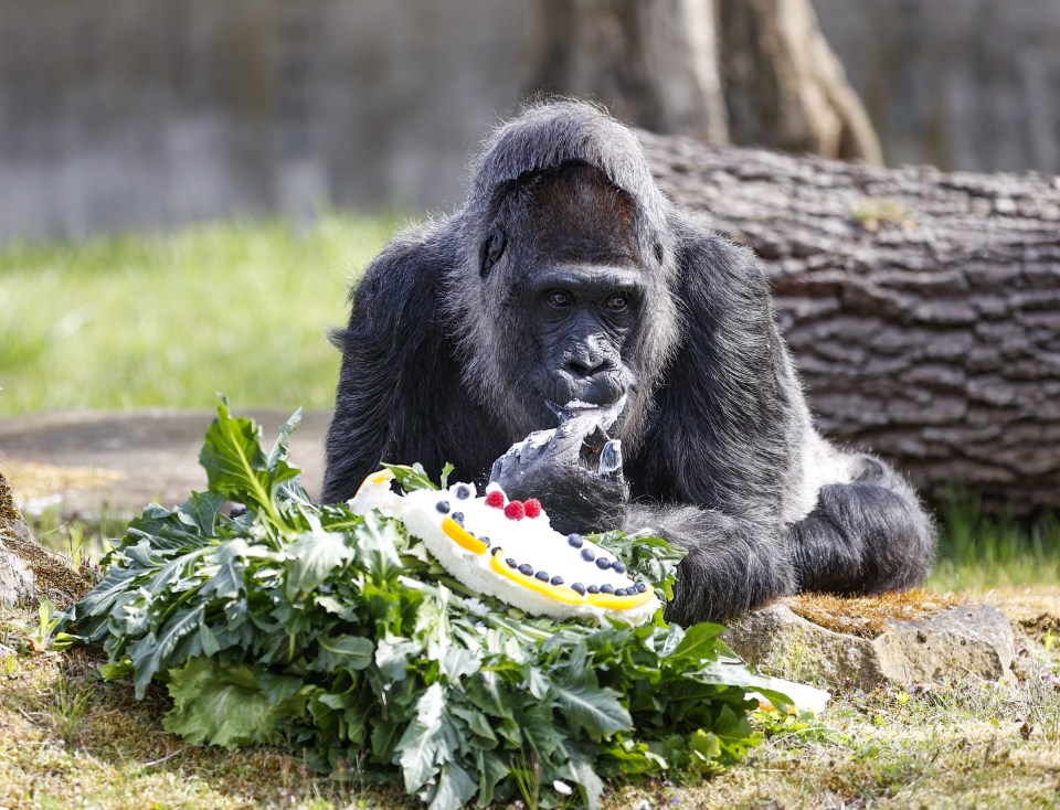 a gorilla eating a cake with berries on it