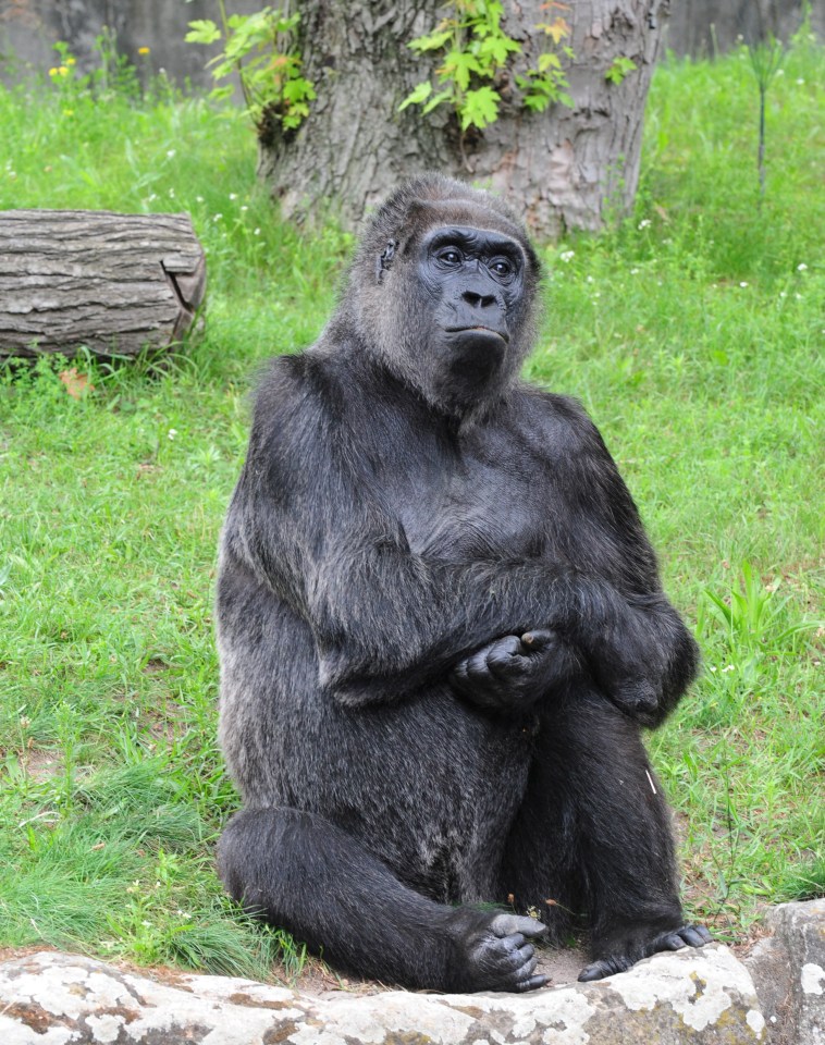 a gorilla sitting on a rock looking at the camera