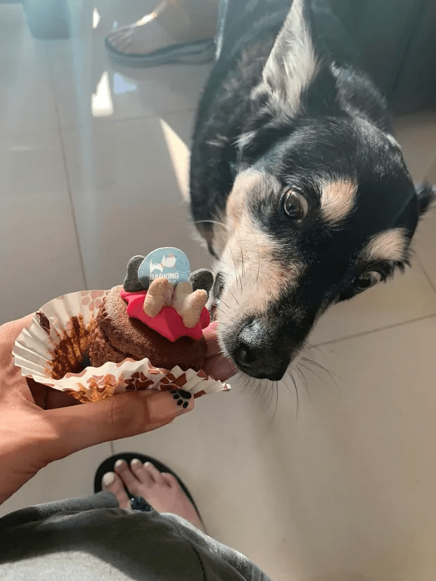 His family said he enjoyed walking Rocky in the park 'many times a day'