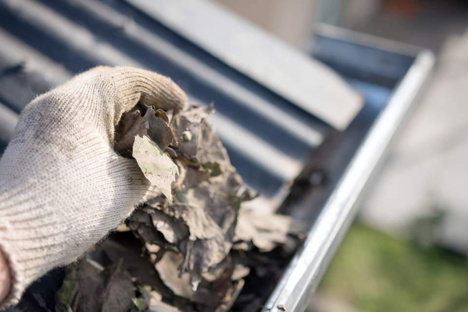 If gutters are safely accessible, you can clear your own by hand, removing leaves, droppings and loose twigs regularly