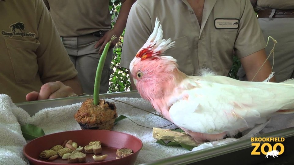 Headline: REACHING NEW HEIGHTS Meet world's oldest cockatoo Cookie who performed at zoo for 75 years  but pink parrot's exact age will never be known,