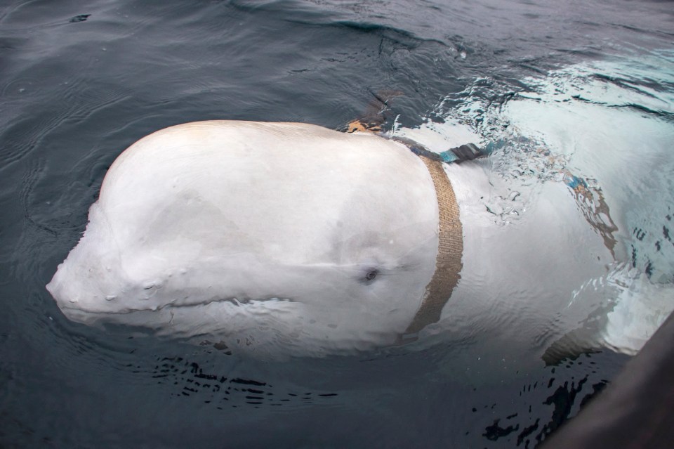 He was first found by Norwegian fisherman in 2019 with an odd camera harness