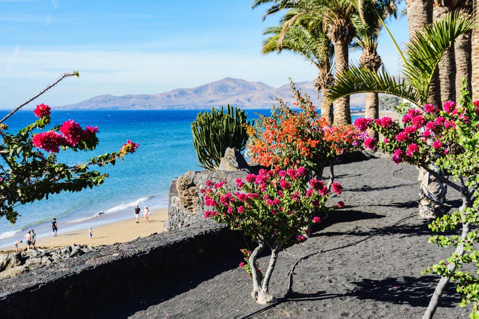 people walking on a beach with pink flowers in the foreground