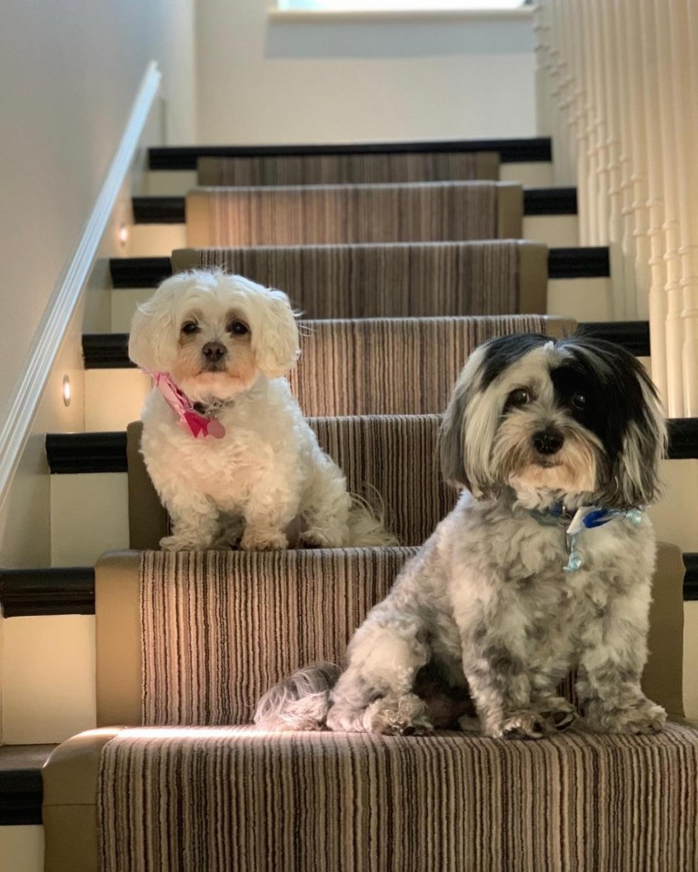 two small dogs are sitting on a set of stairs