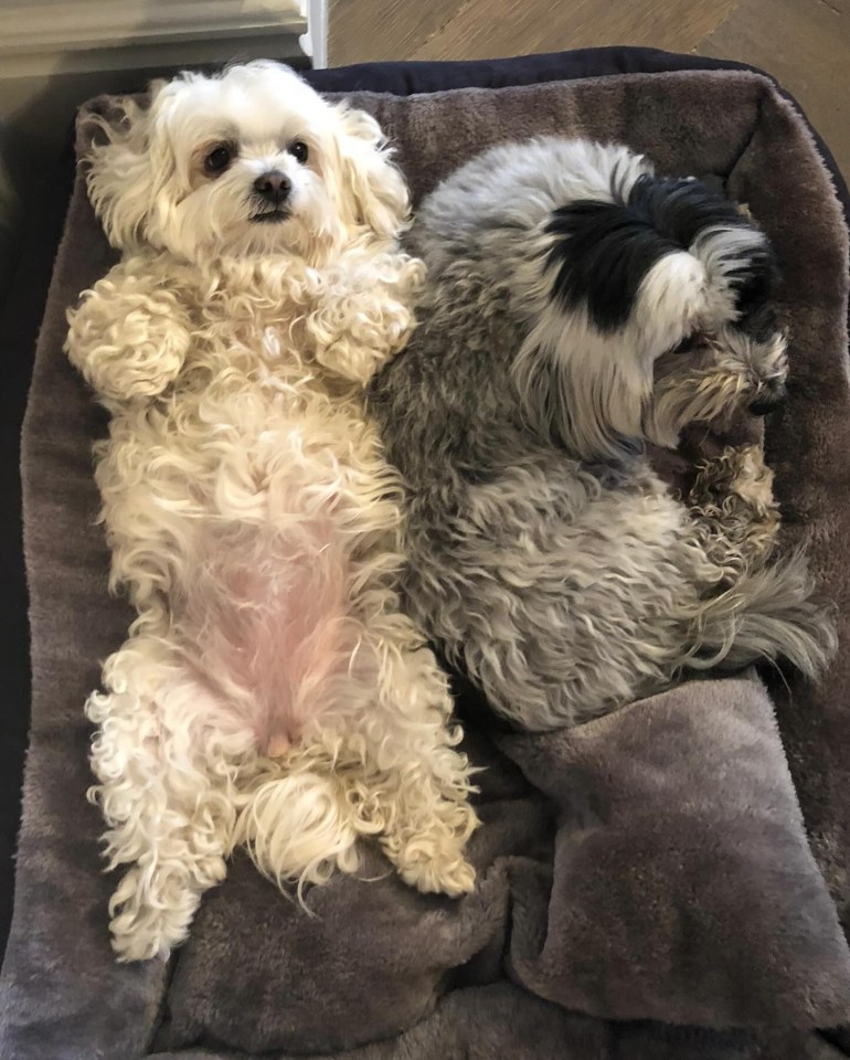 two small dogs laying on top of each other in a dog bed