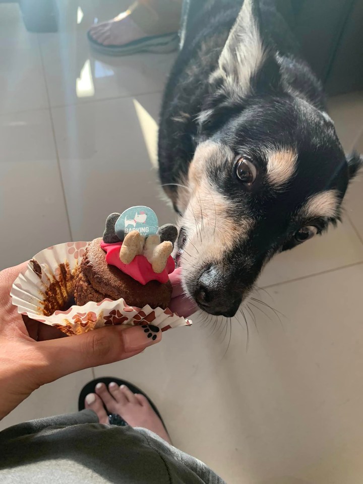 a dog looking at a person holding a cupcake with a label that says ' grooming ' on it