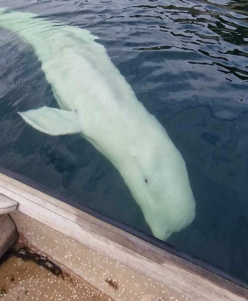 Animal rights activists claim the beluga whale was shot dead after it was found dead in September