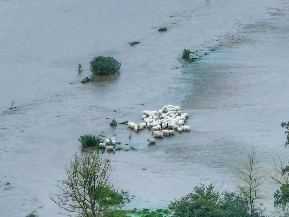 a herd of sheep are standing in a flooded field