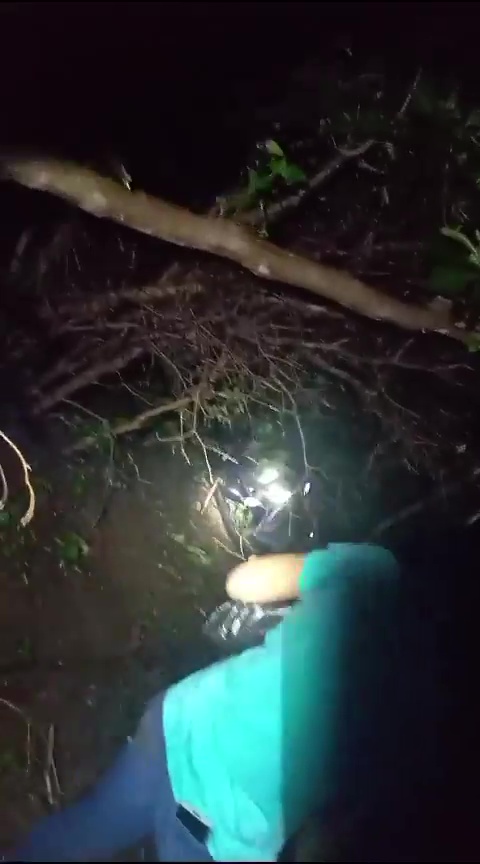 People could be seen scouring the jungle with flashlights