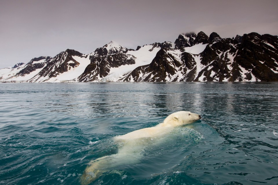 a polar bear is swimming in the ocean with mountains in the background