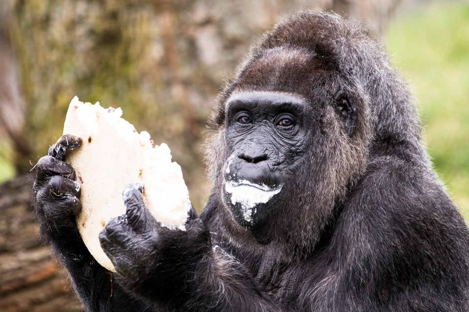 a gorilla eating a piece of bread with milk on its face