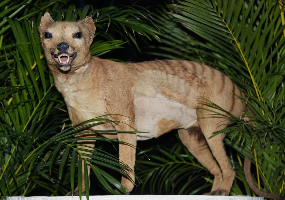 The Tasmanian tiger was declared extinct in 1936