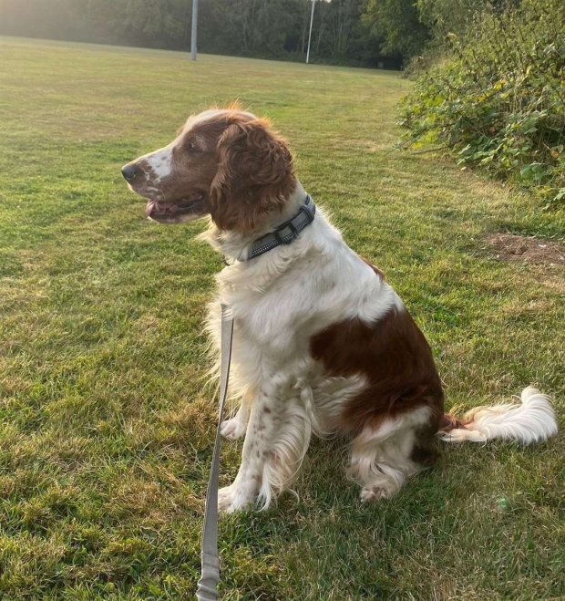 a brown and white dog is sitting in the grass on a leash