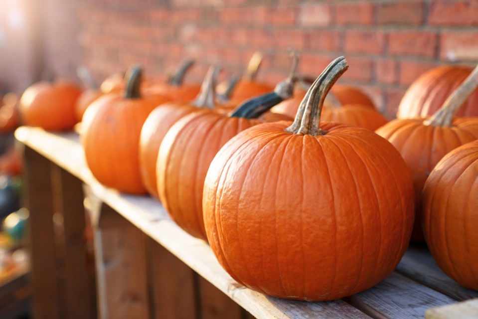 There are plenty of ways you can use your pumpkin after Halloween