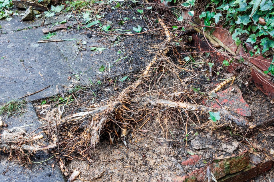 The plant's root system can push up and damage pavings and properties