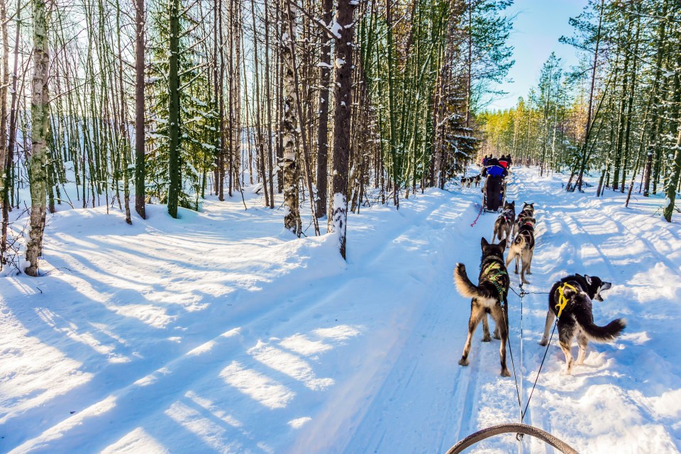 a group of husky dogs pulling a sled in the snow