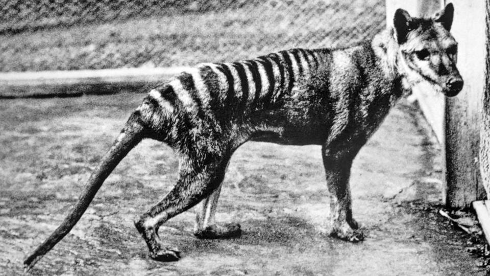 The last known Thylacine photographed at Berlin zoo in 1933