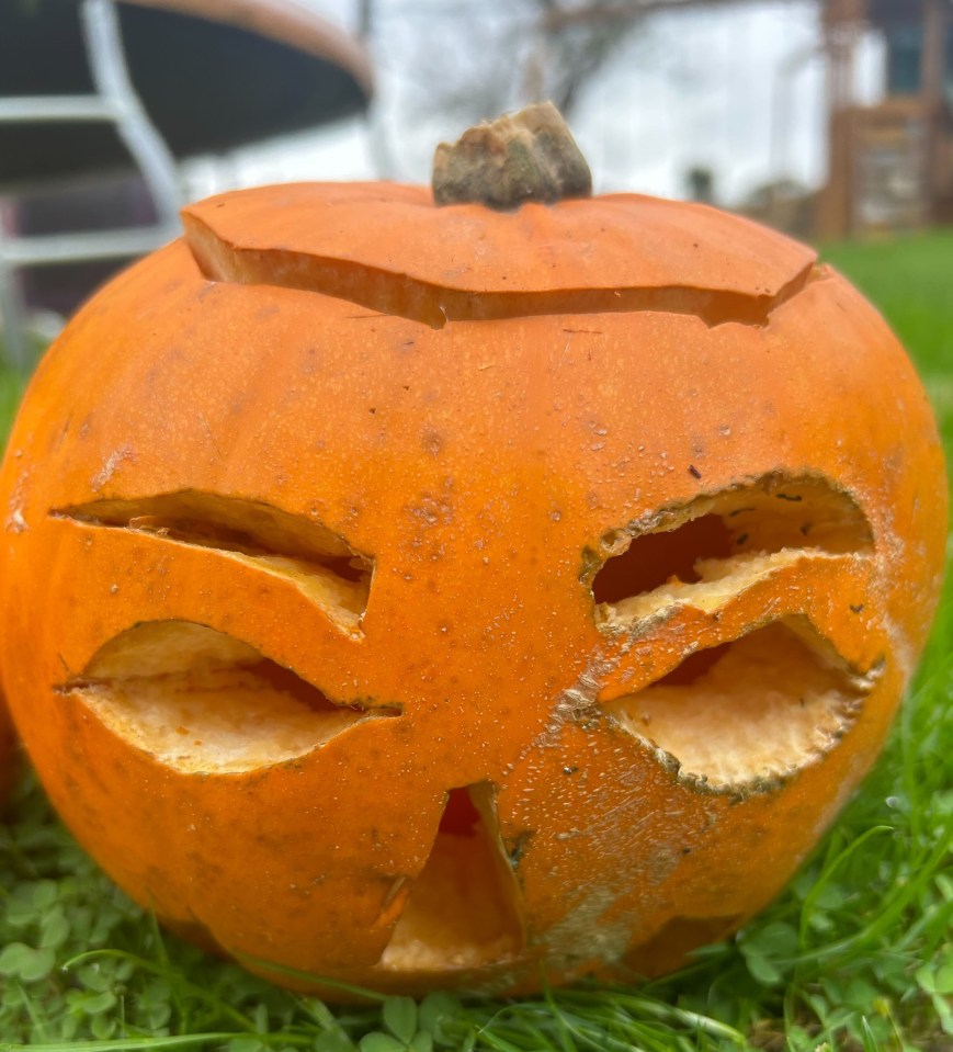 The pumpkin was still holding up by day five, although the cut sections had started to weather